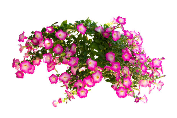istock pink flower plant isolated include clipping path 1393251532