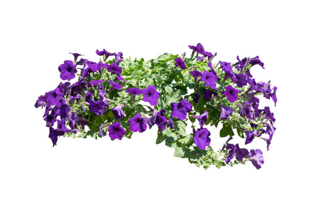 istock purple flower plant isolated include clipping path 1393251569