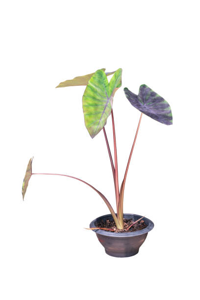 istock Colocasia esculenta Black Magic  isolated include clipping path 1393252710