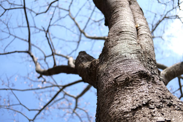 Dry Tree bark texture and background. Plants bark and twig abstract in the forest with blue sky