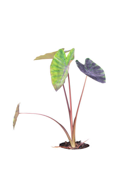 istock Colocasia esculenta Black Magic  isolated include clipping path 1393252809