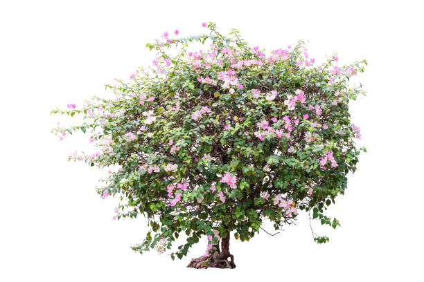 istock flower plant isolated include pat 1393252826