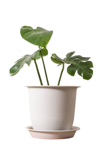 istock monstera jungle plant isolated include clipping path 1393252845