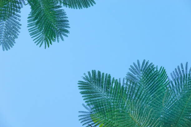 istock Looking up toptrees the blue sky and blurred trees tropical summer bgm 1393253721