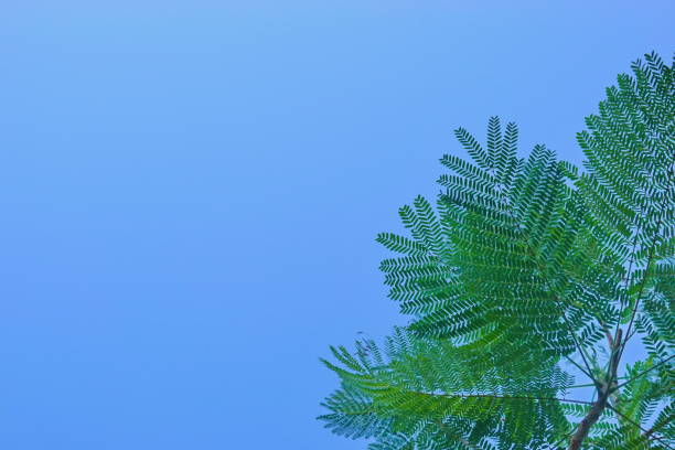 Looking up toptrees the blue sky and blurred trees tropical summer bgm