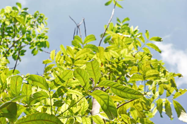 istock Looking up toptrees the blue sky and blurred trees tropical summer bgm 1393253753