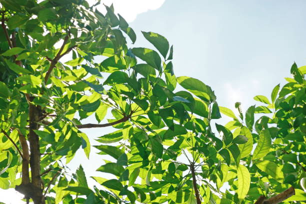 istock Looking up toptrees the blue sky and blurred trees tropical summer bgm 1393253758