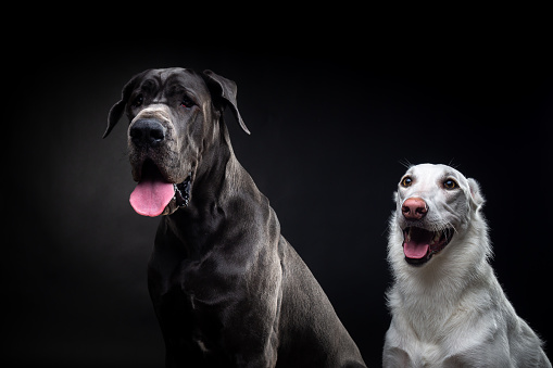 Portrait of a Great Dane and a white dog on an isolated black background. Shot in the studio in a dark key.