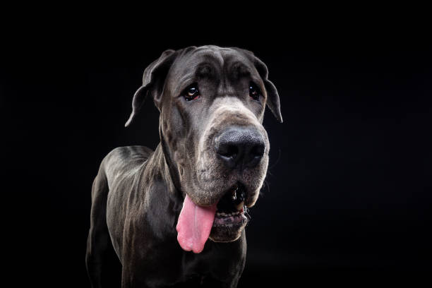 porträt eines doggenhundes auf einem isolierten schwarzen hintergrund. - obedience pets loneliness looking at camera stock-fotos und bilder