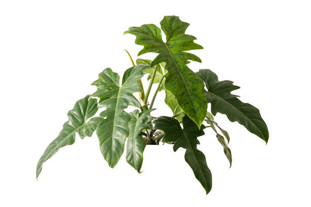 istock Philodendron golden dragon plant isolated include clipping path 1393253818