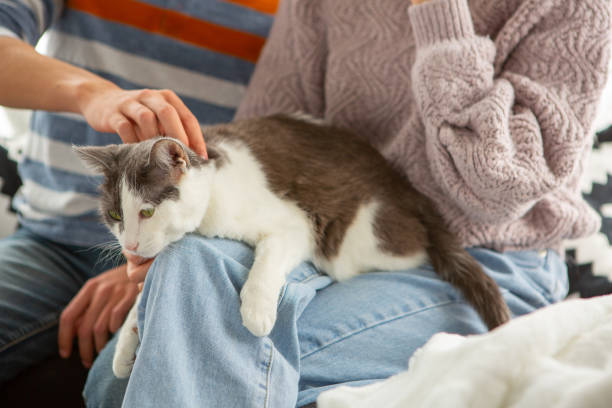 istock Teenager sibling hugging cat 1393254758
