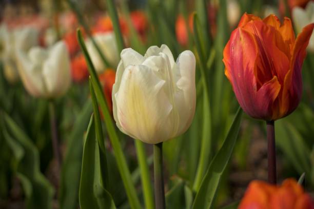 istock White & Red tulip flowers 1393257040