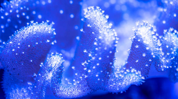 istock polyps of toadstool leather coral, Sarcophyton species 1393257085