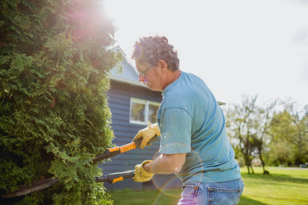 istock Senior Man Doing Yard Work and Trimming Bushes 1393258567