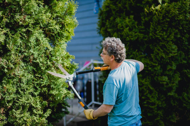 istock Senior Man Doing Yard Work and Trimming Bushes 1393258595