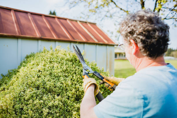 istock Senior Man Doing Yard Work and Trimming Bushes 1393258601