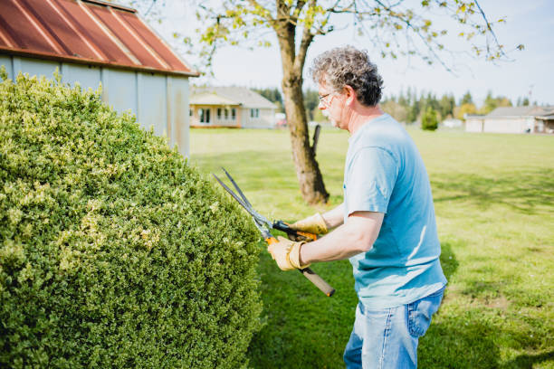 istock Senior Man Doing Yard Work and Trimming Bushes 1393258617