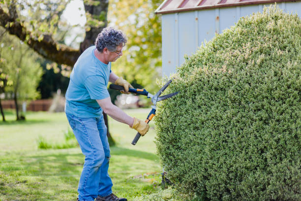 istock Senior Man Doing Yard Work and Trimming Bushes 1393258626