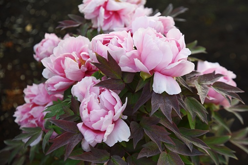 Tree peony blossoms. Paeoniaceae deciduous shrub. From April to June, flowers of multiple colors such as red, white and purple bloom.