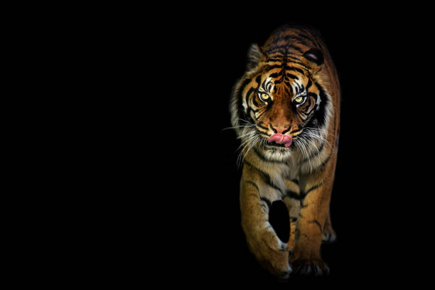 istock beautiful tiger on a black background licking his lips 1393259543