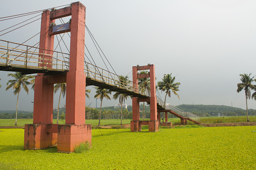 Suspension bridge over the river filled with salvinia auriculata, a type of aquatic plant, and coconut trees in the background under overcast sky