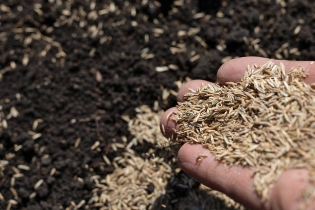 istock Seeds fall from hand to ground. Sow seeds. 1393260213