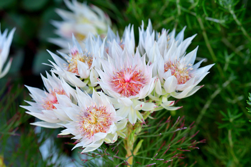 Serruria florida, commonly known as Blushing bride or pride of Franschhoek, is a species of flowering plant in the family of Proteaceae. It produces an attractive creamy white flower, which blooms from January to March in the Northern Hemisphere\n. Its leaves are feather and almost needle-like.