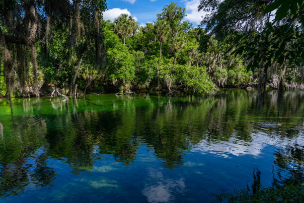 agua clara y bosque de florida iluminado por el sol en el parque estatal blue spring. - saint johns river fotografías e imágenes de stock