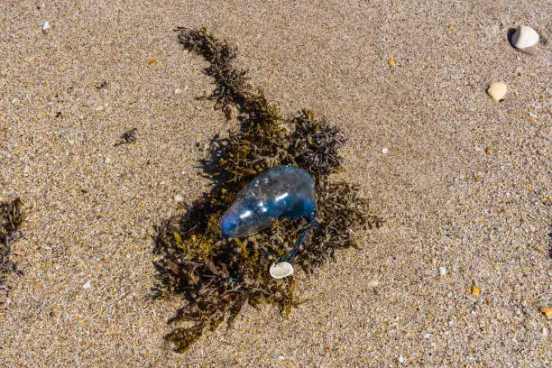 Dangerous Jellyfish the Portuguese man-of-war, Physalia
physalis (Cnidaria, Hydrozoa, Siphonophorae, Cystonectae) washed up by a wave on the sand of a Florida beach