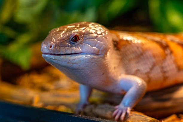 istock Head of lizard skink (family Scincidae) close-up 1393261994