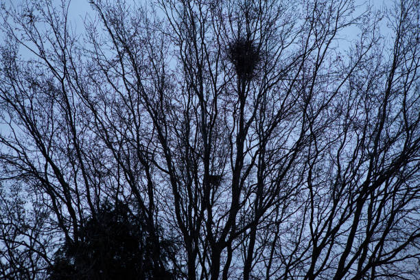 Trees viewed from a low angle at the end of the day