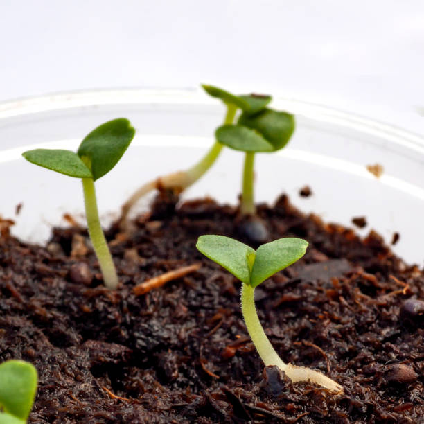 istock Young plant growing in morning light 1393262097