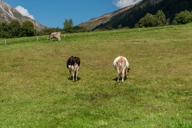 istock Grazing cows Val Venosta, South Tyrol Italy 1393262980
