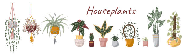 Set hand drawn vector isolated elements. Houseplant. A flower in a pot. Indoor plants. Home gardening. Color image on a white background. Set hand drawn vector isolated elements. Houseplant. A flower in a pot. Indoor plants. Home gardening. Color image on a white background. chlorophytum comosum stock illustrations