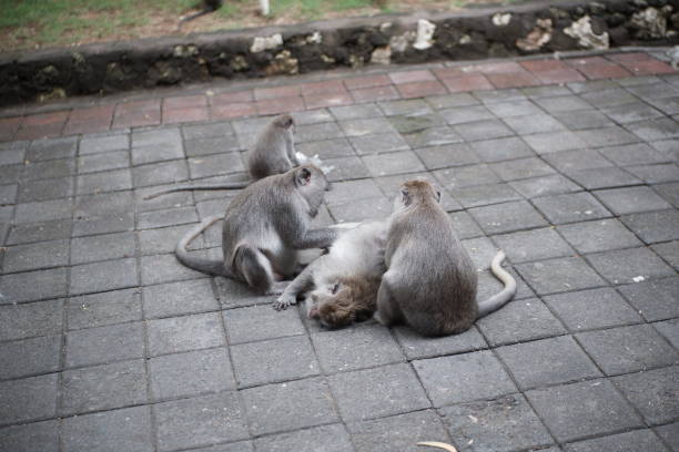 istock A very harmonious group of monkeys 1393263110