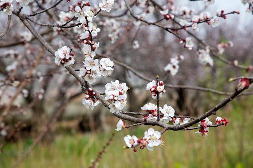 Orchard of dormant almond tree with \n\nTaken in the San Joaquin Valley, California, USA.