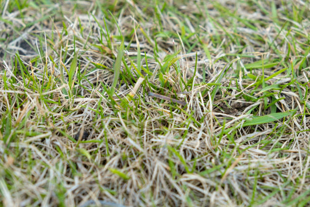 istock A lawn with dried grass. grass after winter. scarification and aeration. 1393267447