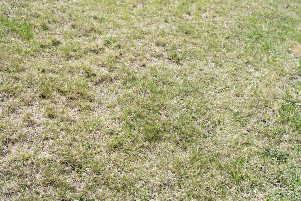 istock A lawn with dried grass. grass after winter. scarification and aeration. 1393267448