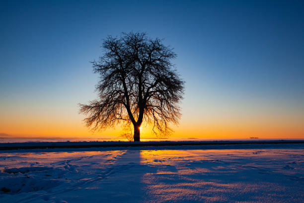 Lonely tree on the winter field at sunrise. Empty road through snow-covered field after a blizzard at sunset. Clear sky, golden light. Idyllic rural scene.