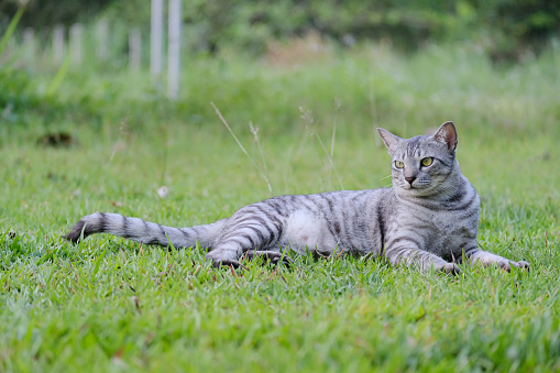 Egyptian Mau Havana Brown grumpy fat frowning cat on green lawn beautiful background