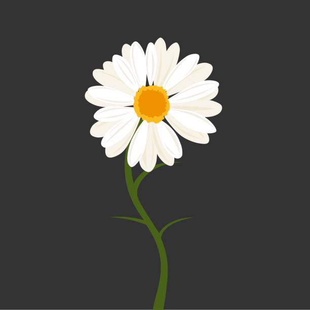 ilustraciones, imágenes clip art, dibujos animados e iconos de stock de vector de flor de margarita - single flower flower daisy chamomile