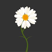 istock Daisy flower vector 1393268037