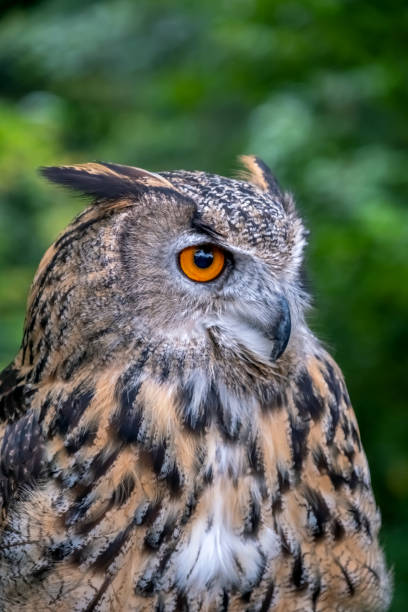 istock Close Up Of Eagle Owl 1393268734