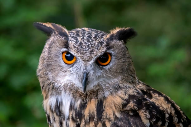 primo tempo di gufo reale - uccello rapace foto e immagini stock