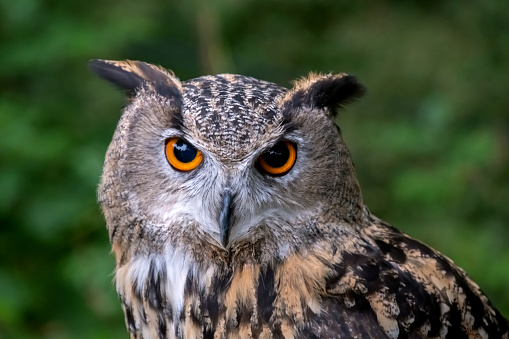 A close up of an Eagle Owl
