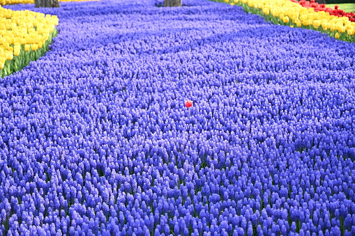 Super-cluster of rows of tulips of all hues and colors . These amazing summer blooms make for spectacular viewing, amongst the worlds greatest tulip collections. A true treat from nature.