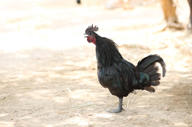 istock Indian breed black chicken or rooster in a farmyard 1393270022