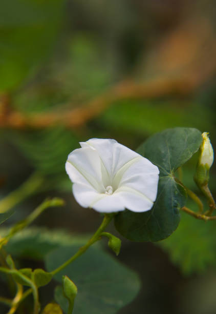 istock White morning glory, Turbina corymbosa flower(Christmas Vine) 1393270030