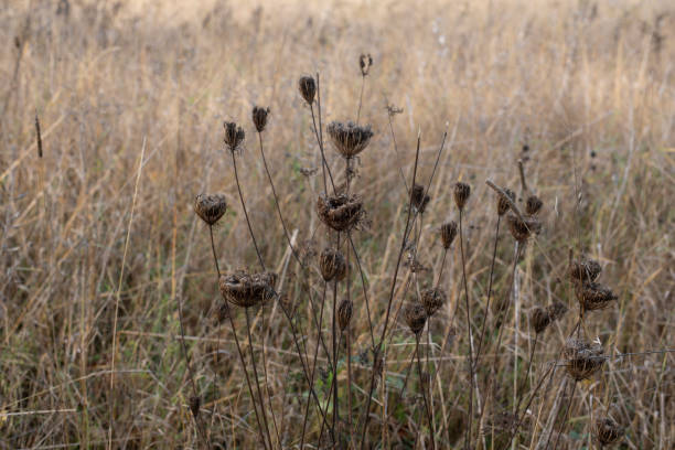 istock a group of wilted wild carrots in a meadow 1393271089
