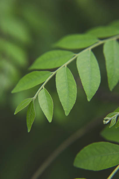 curry leaves tree plant in garden - azadirachta indica imagens e fotografias de stock